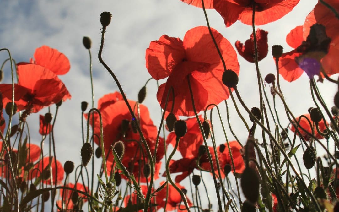 Here’s to the tall poppies